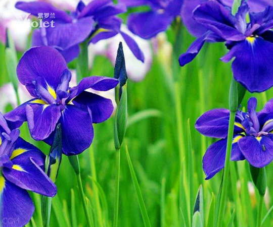 ���黨�� ���_�m�Ҽ�������������