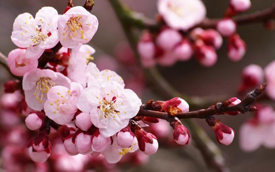 ���z�Ҽ������з۲ʡ��y�� �c����s��