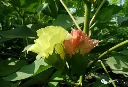 ԡƵĴëԡʲôǰɫ