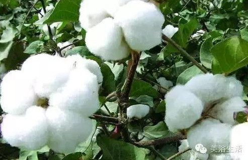 ԡƵĴëԡʲôǰɫ