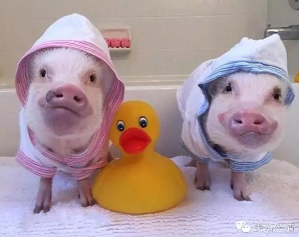 ԡһlԡ͎o㲻ԶҸ