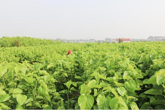 X(qin)ʽzI@2017ЇҼӼ\ƷƪI(y)ϵyxЌmԷQz